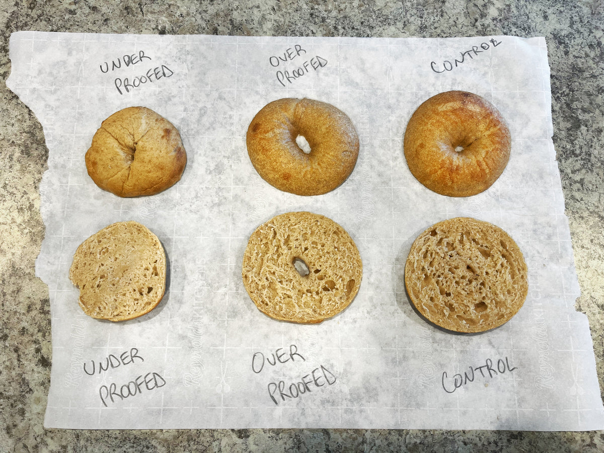 Cross-sections of underproofed, overproofed, and properly proofed sourdough bagels, labeled side by side.